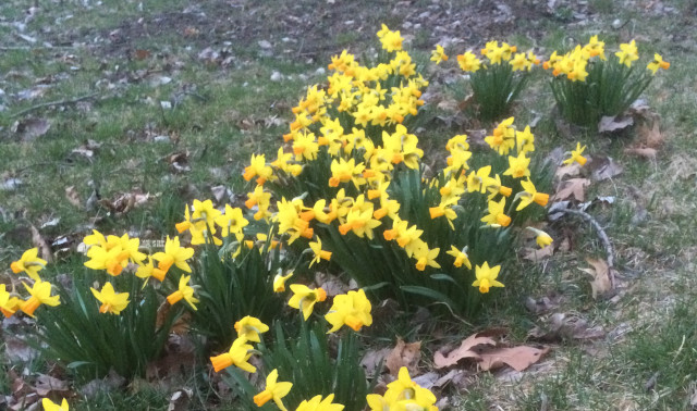 image of daffodils in bloom