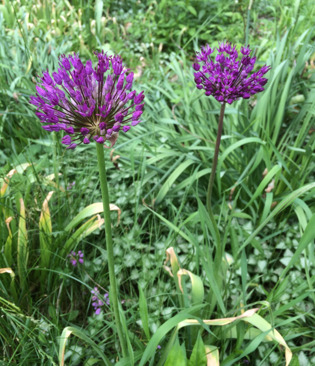 image of some allium flowering