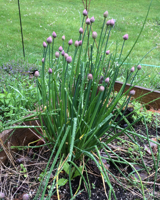 image of some chives flowering