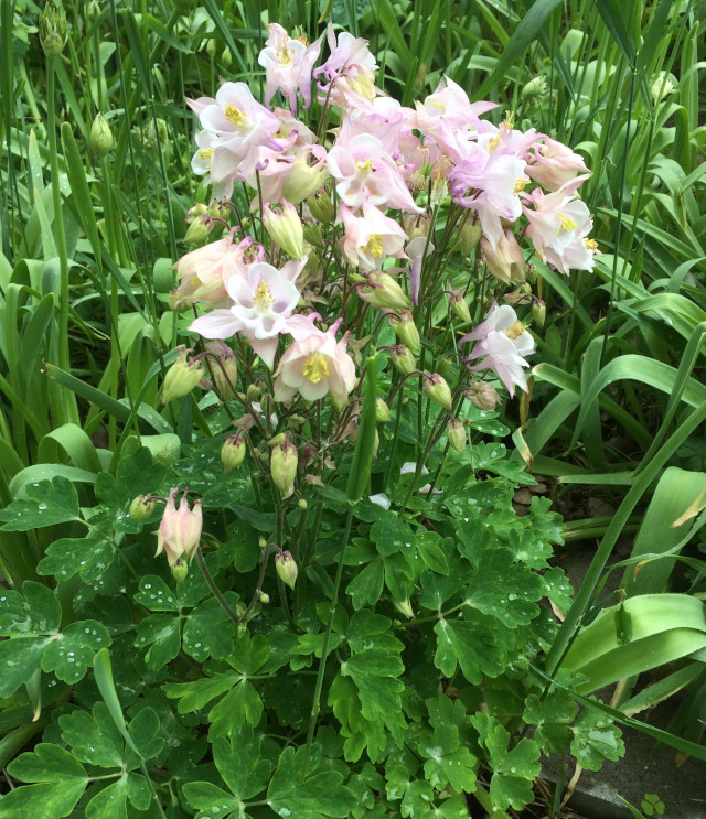 image of some columbine flowering