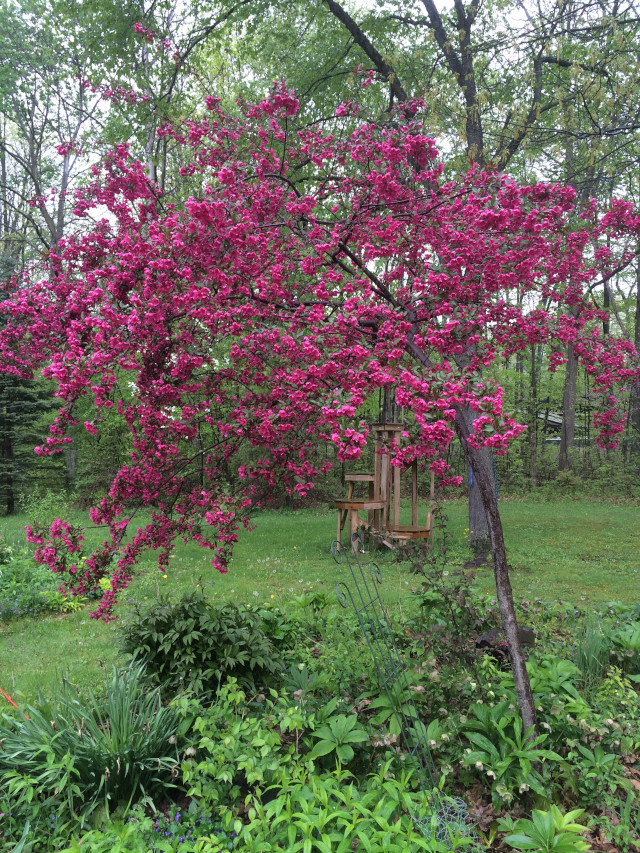 image of crabapple tree in bloom