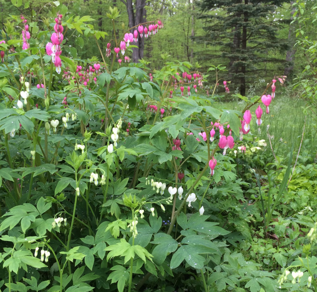 image of bleeding heart plants in bloom