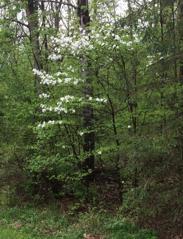 image of a dogwood tree flowering