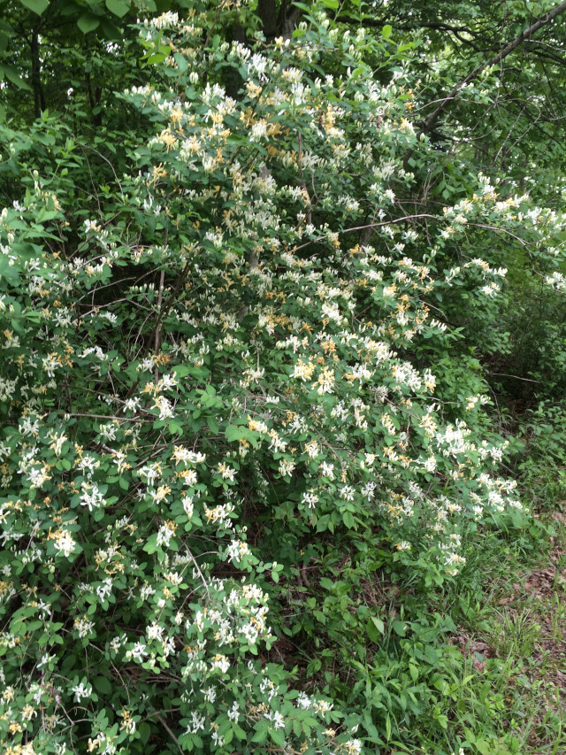 image of some honeysuckle flowering