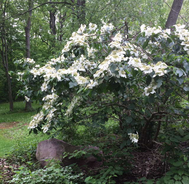 image of an oakleaf hydrangea flowering