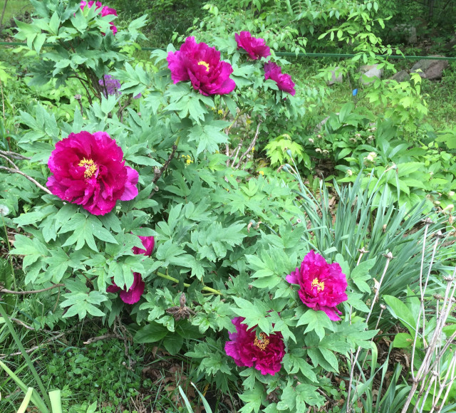 image of a woody peony flowering
