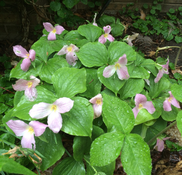 image of some unknown ground cover