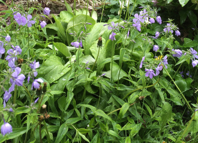 image of some unknown ground cover