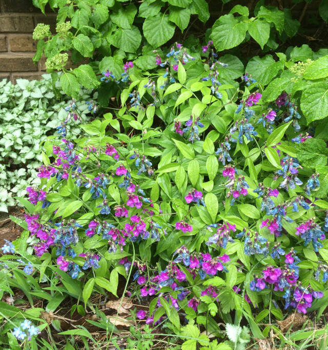 image of some unknown ground cover