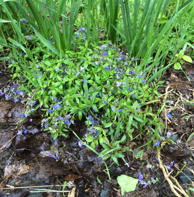 image of some unknown ground cover