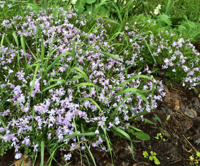 image of some unknown ground cover flowering
