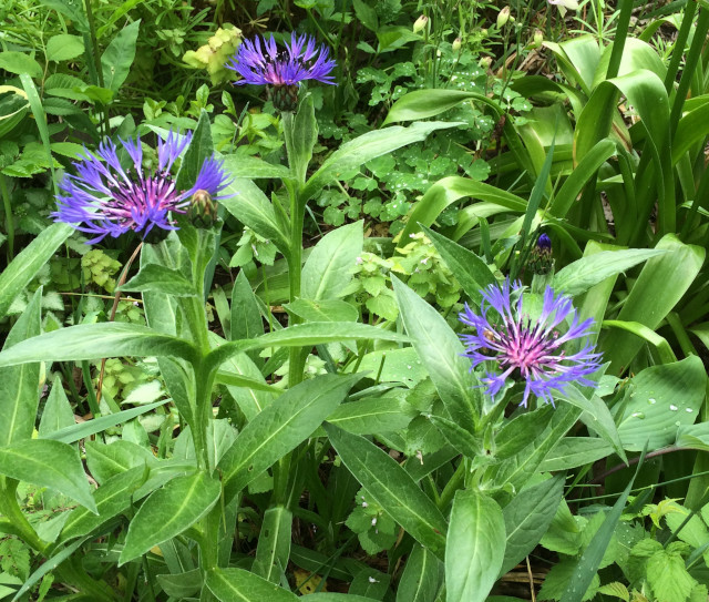 image of some unknown ground cover flowering