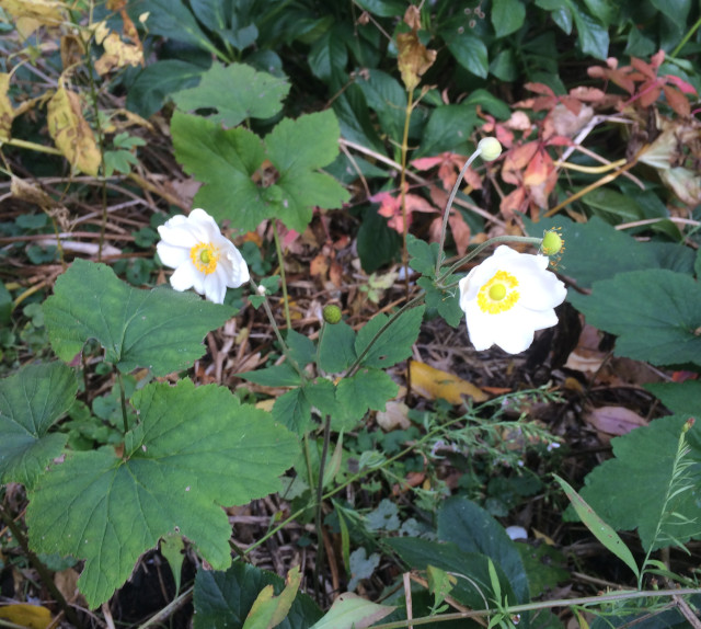 image of white anemone in bloom