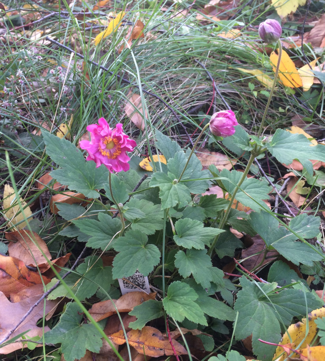 image of pink anemone in bloom