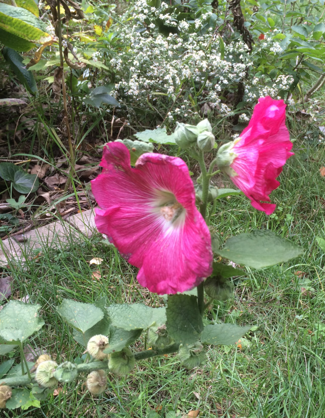 image of hollyhocks in bloom