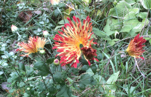 image of matchstick mums in bloom