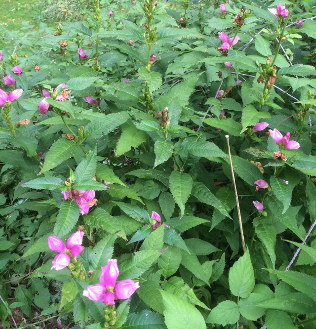 image of pink flowers in bloom