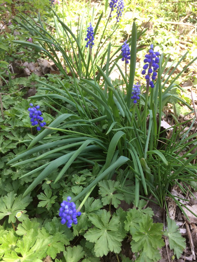 image of muscari in bloom