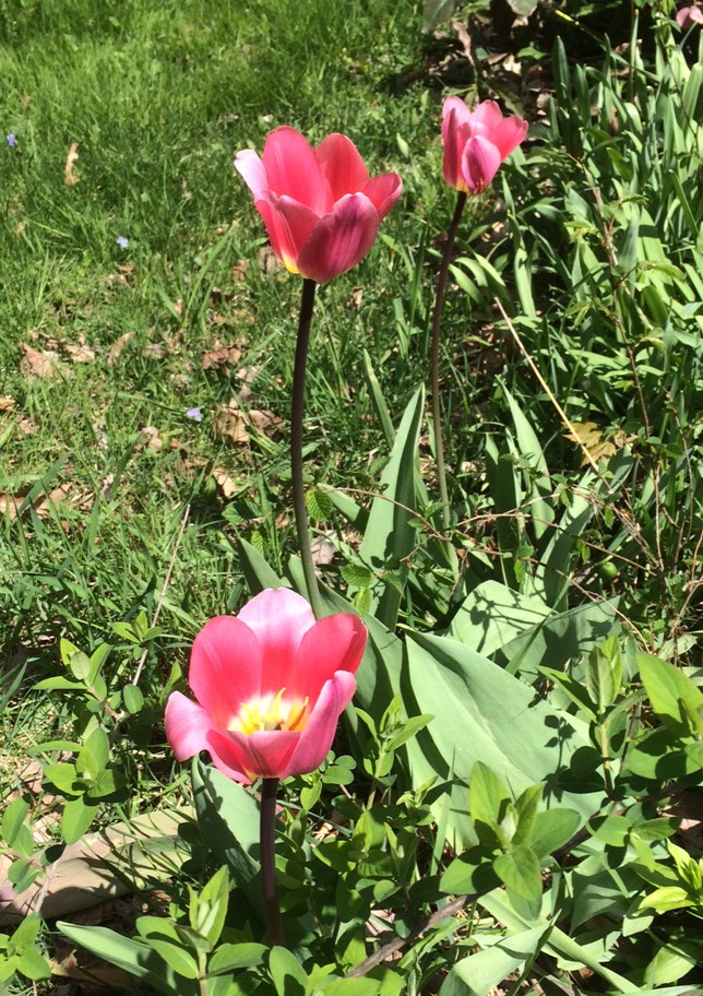 image of tulips in bloom