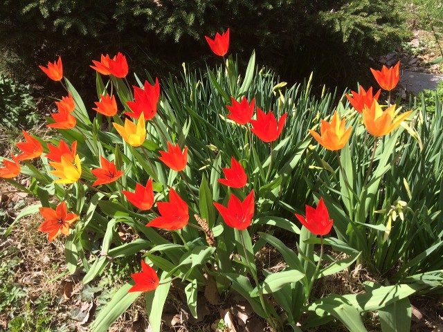 image of firespray tulips in bloom