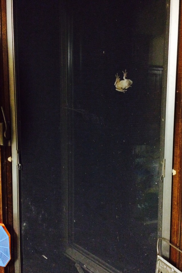 photo of a frog climbing a window screen