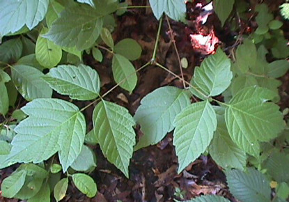 photo of either poison ivy or box elder