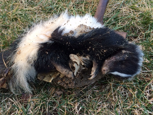 picture of a dead skunk on a shovel
