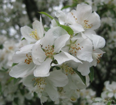 close-up picture of a apple tree blossoms