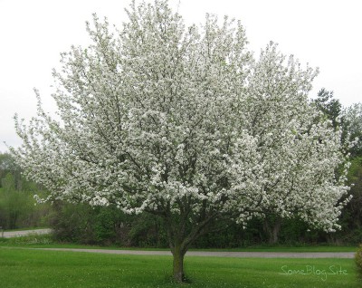 picture of an apple tree in bloom with white flowers