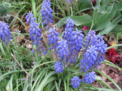 picture of bluebell flowers