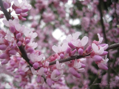 close-up picture of a apple tree blossoms