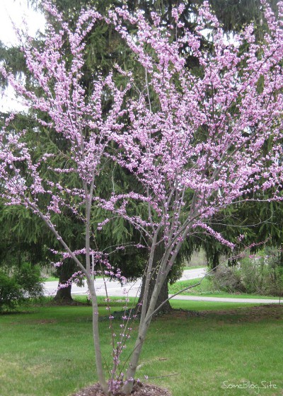 picture of an apple tree in bloom with white flowers