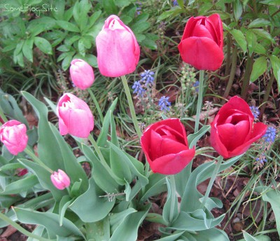 picture of red tulips