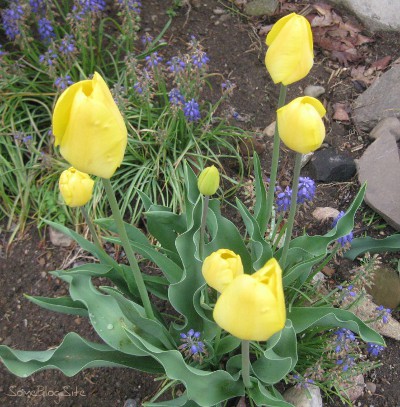 picture of yellow tulips