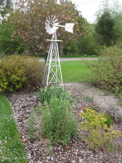 picture of an apple tree in bloom with white flowers