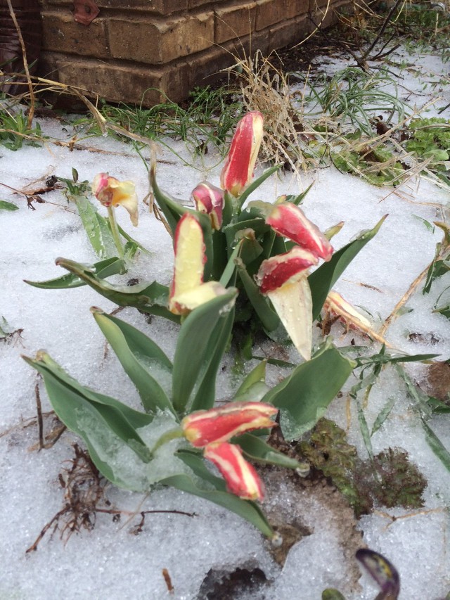 image of tulips covered with ice