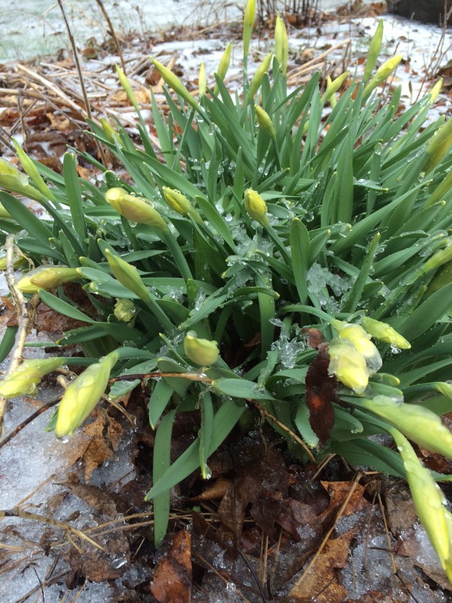 image of daffodils covered with ice