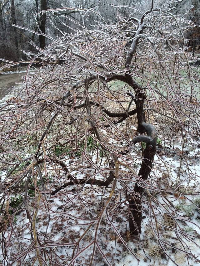 image of a Japanese maple tree covered with ice