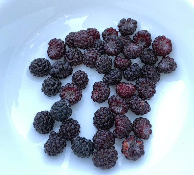 image of black raspberries in a bowl