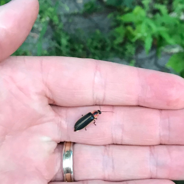image of a firefly on my hand