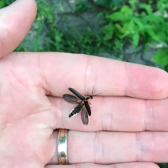 image of a firefly leaving my hand