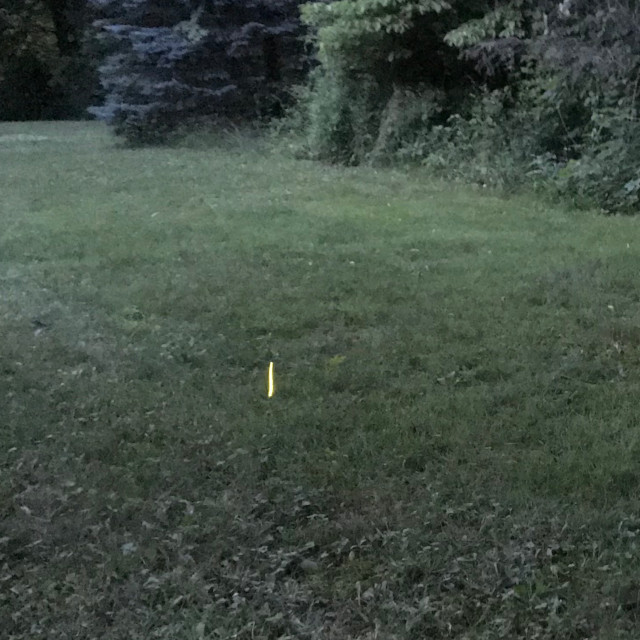 image of a firefly glowing in the yard