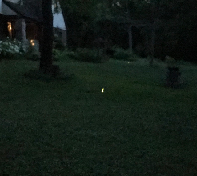 image of a firefly glowing in the yard