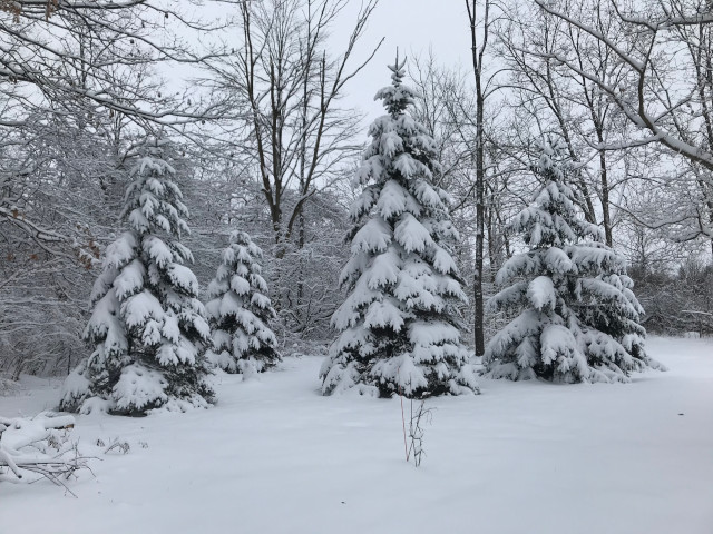 image of snowy scenery, snow and ice on trees