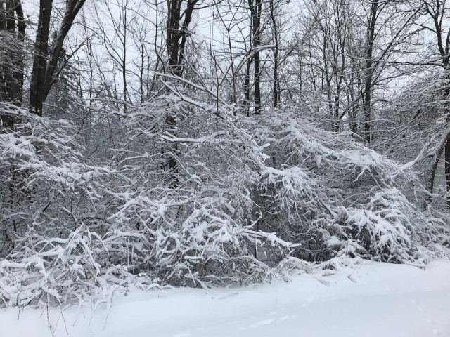 image of snowy scenery, snow and ice on trees