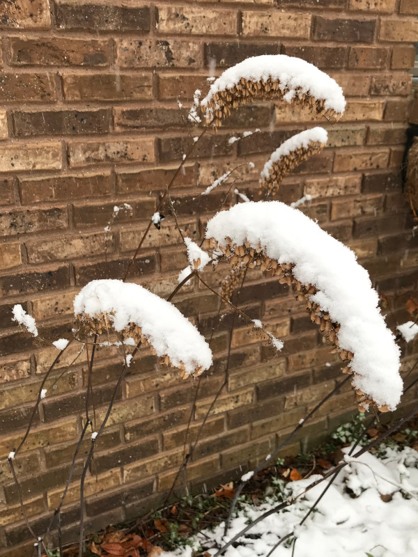 snow covering a bottlebrush plant