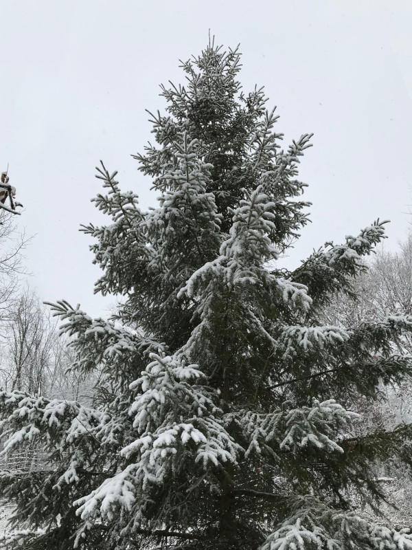 snow covering a fir tree