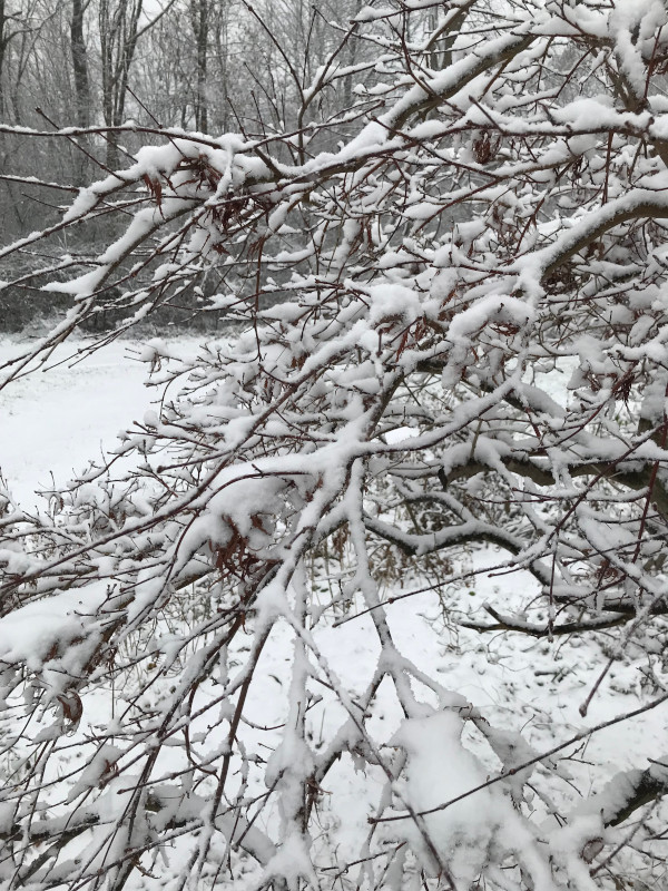 snow covering a Japanese maple tree