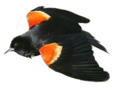 image of a flying red-winged blackbird
