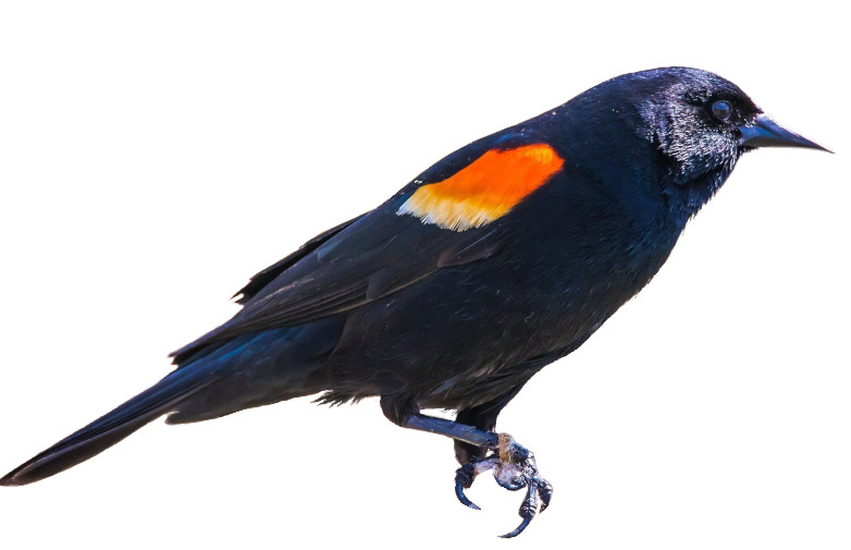 image of a perched red-winged blackbird